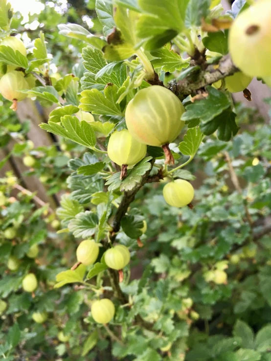 a close up of a bunch of fruit on a tree, arabesque, painted pale yellow and green, gooseman, high quality product image”, what a bumbler!