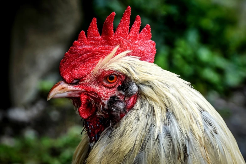 a close up of a rooster with a red comb, a photo, by Jan Rustem, shutterstock, rugged face, with a red eyes, extremely detailed photo, with a white complexion