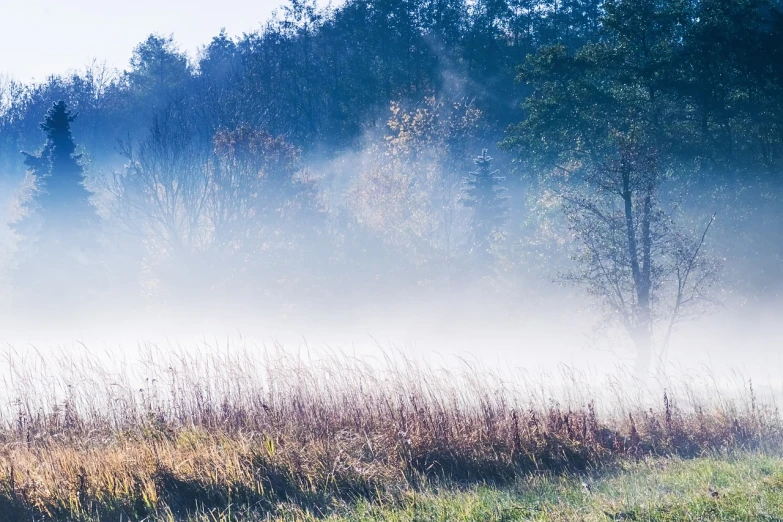 a herd of cattle standing on top of a lush green field, a picture, shutterstock, romanticism, artistic swamp with mystic fog, soft autumn sunlight, phragmites, bright nordic forest