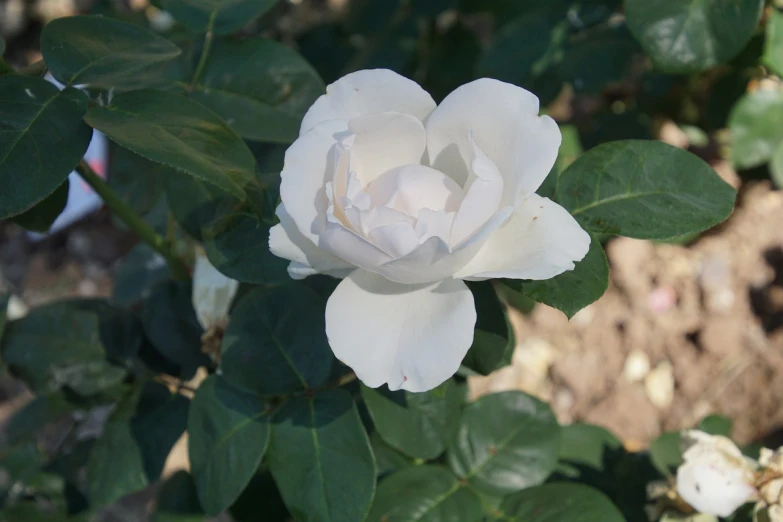 a white rose is blooming in a garden, 3 4 5 3 1, gentle shadowing, persian queen, shade