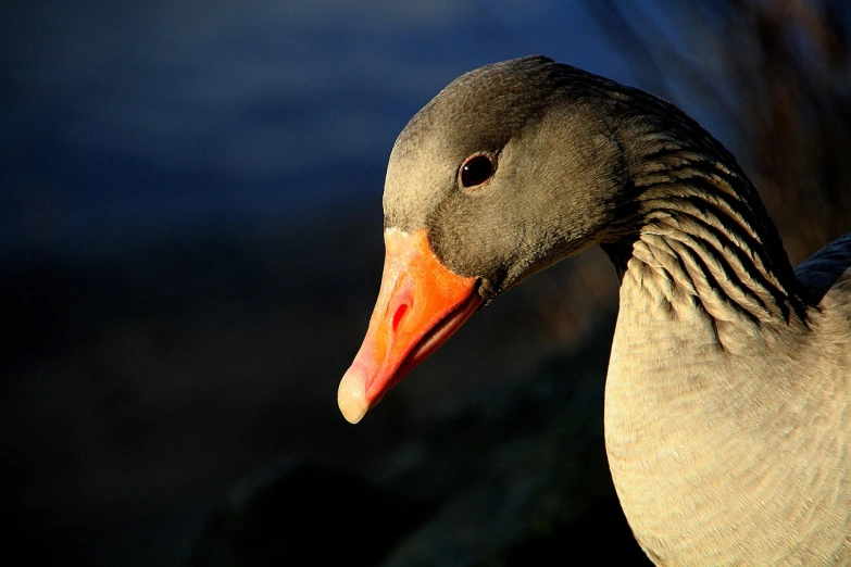 a close up of a duck near a body of water, a picture, arabesque, close-up of face, goose, with a pointed chin, very backlit