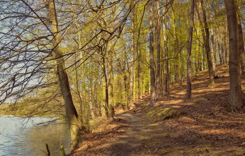 a path in the woods next to a body of water, by Joseph von Führich, shutterstock, early spring, lower saxony, highly detail wide angle photo, around the city
