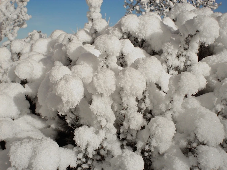 a bush covered in snow on a sunny day, a portrait, flickr, many cryogenic pods, arizona, fluff, highly realistic”