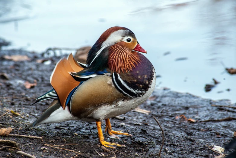 a close up of a bird near a body of water, a portrait, by Jan Rustem, shutterstock, baroque, the macho duck, beautiful full body shot, colorful plumage, stock photo