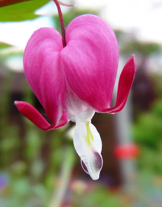 a close up of a flower with a blurry background, flickr, hearts, fuchsia, red and white colors, very very very realistic