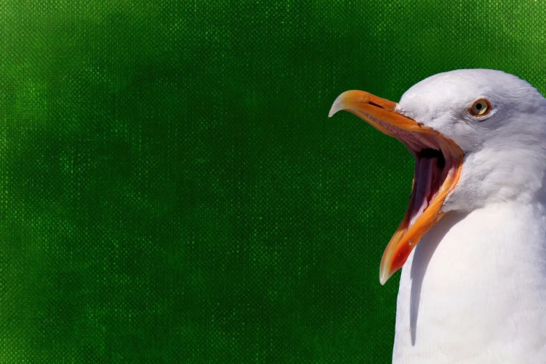 a close up of a seagull with its mouth open, a photo, realism, green screen background, website banner, 6 toucan beaks, background image