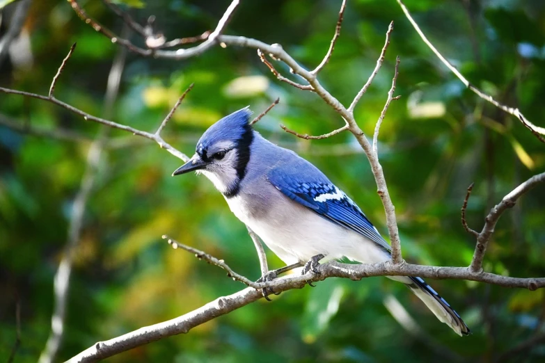 a blue bird sitting on top of a tree branch, a portrait, by Larry D. Alexander, pexels, 1 6 x 1 6, bluejay, summer morning, various posed