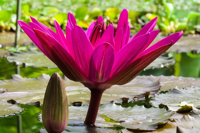 a close up of a flower in a body of water, a portrait, hurufiyya, rich deep pink, botanic garden, laos, 8 k h 1 0 2 4