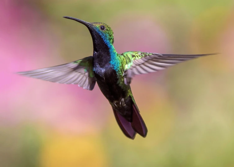 a bird that is flying in the air, by Robert Jacobsen, shutterstock, hurufiyya, gold green blue purple, hummingbirds, gorgeous 4 k, award-winning photo uhd