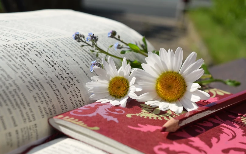 an open book sitting on top of a wooden table, a picture, by Maksimilijan Vanka, pixabay, romanticism, daisies, 🌸 🌼 💮, avatar image, detail