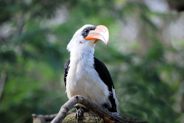 a close up of a bird on a tree branch, by Dietmar Damerau, flickr, big beak, perched on a rock, toucan, albino