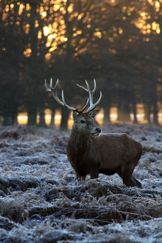 a deer standing in a field with trees in the background, a picture, by Dave Allsop, flickr, romanticism, frosty, portrait of a king, beefy, early dawn