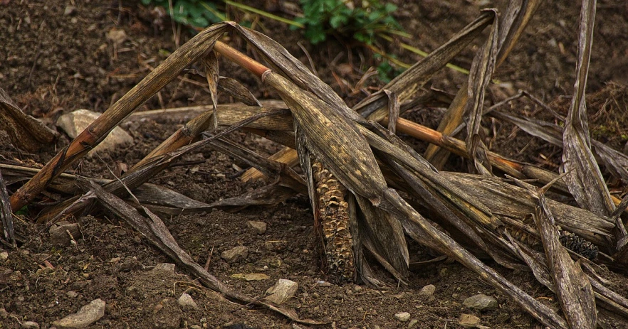 a pile of sticks sitting on top of a dirt field, a photo, by Robert Brackman, flickr, corn on a cob everywhere, snake skin, very sharp and detailed image, rotten wood