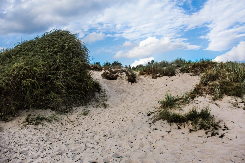 a person riding a surfboard on top of a sandy beach, a photo, shutterstock, figuration libre, thick bushes, iso 1 0 0 wide view, pathway, bunker