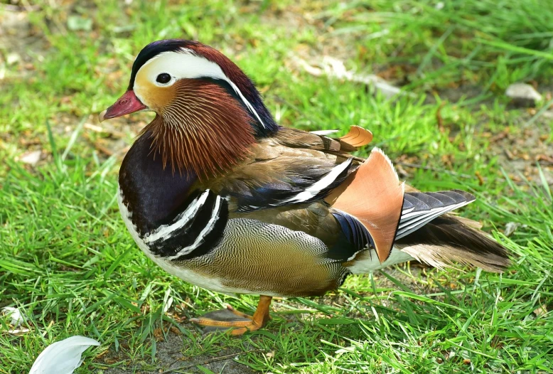 a duck that is standing in the grass, a portrait, inspired by Jacob Duck, flickr, dressed in colorful silk, male!!!!!!!, old male, portrait n - 9