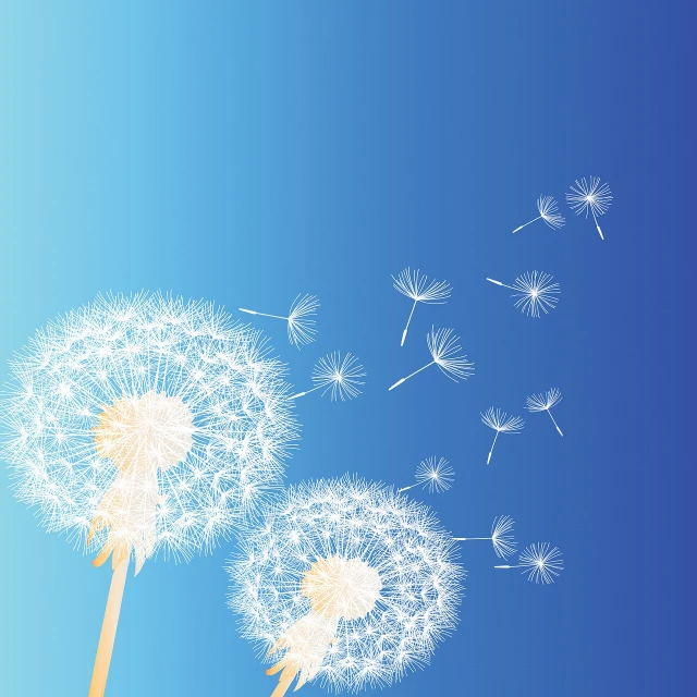 two dandelions blowing in the wind against a blue sky, an illustration of, minimalism, portfolio illustration, color vector, portlet photo