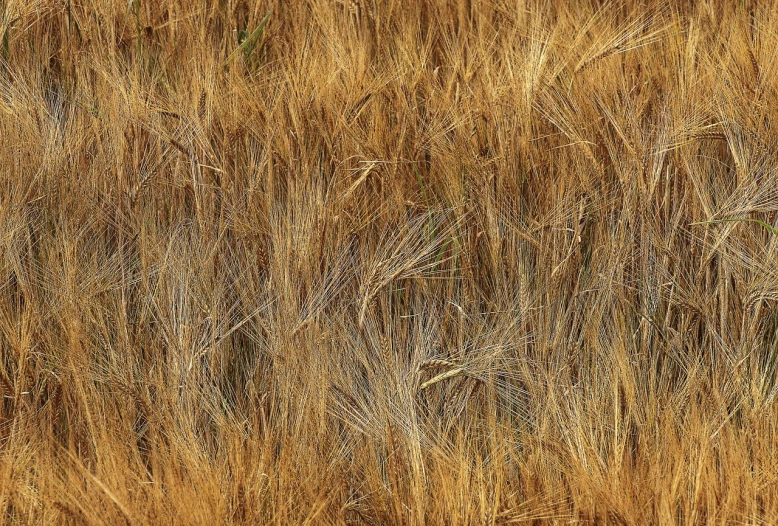 a red fire hydrant sitting in the middle of a field of wheat, by Richard Carline, land art, hair texture, texture map, golden hues, high texture detail