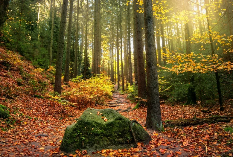 the sun shines through the trees in the woods, by Joseph von Führich, shutterstock, stepping stones, in the autumn forest, rocky ground with a dirt path, black forest