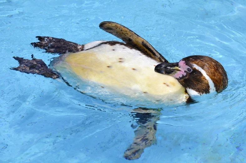 a penguin swimming in a pool with a baseball bat in its mouth, shutterstock, happening, lolita, photograph credit: ap, injured, tokio aoyama