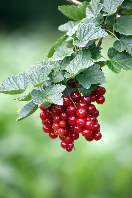 a bunch of red berries hanging from a tree, a digital rendering, by Rainer Maria Latzke, shutterstock, closeup portrait, ruffles, stock photo