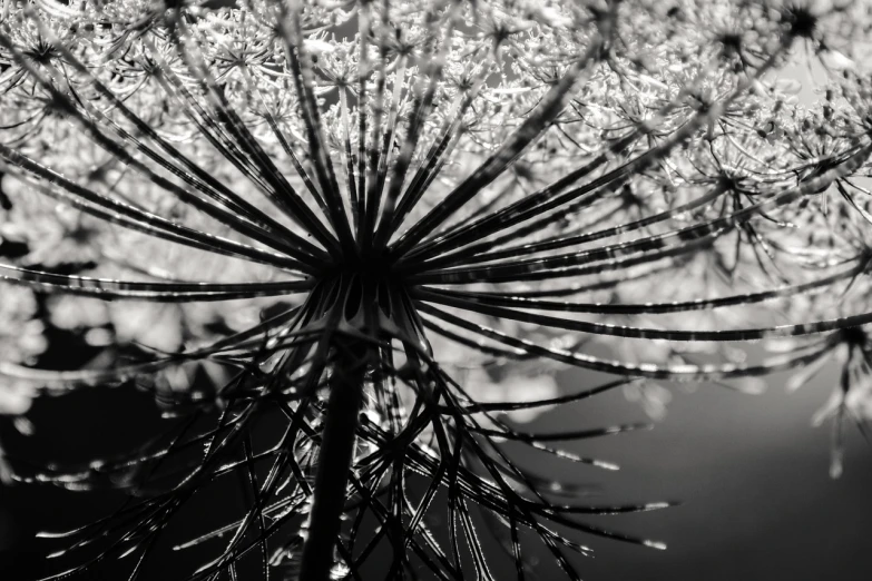a close up of a plant with water droplets on it, by Matthias Weischer, rasquache, intricate sky, black flowers, hyphae, contrast of light and shadows