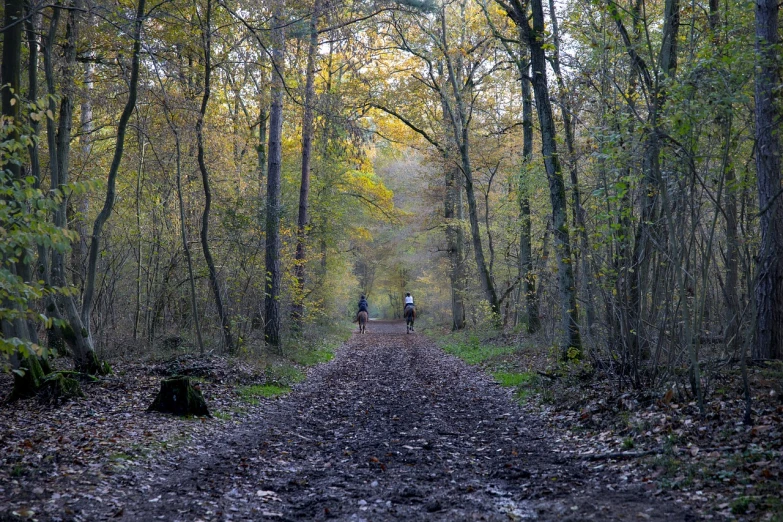 a person riding a bike down a dirt road in the woods, by Dietmar Damerau, fine art, autum, twins, wide long view, bocage