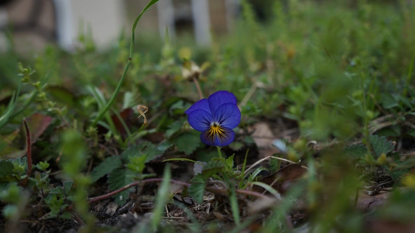 a purple flower sitting on top of a lush green field, a portrait, on the sidewalk, vibrant but dreary blue, in the middle of a small colony, early spring