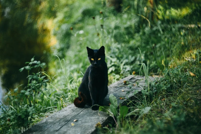 a black cat sitting on top of a wooden log, by Emma Andijewska, beautiful picture of stray, cinematic full shot, sitting in the forrest, sitting on green grass