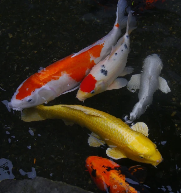 a group of koi fish swimming in a pond, by David Garner, flickr, deep colour\'s, red black white golden colors, trio, family portrait