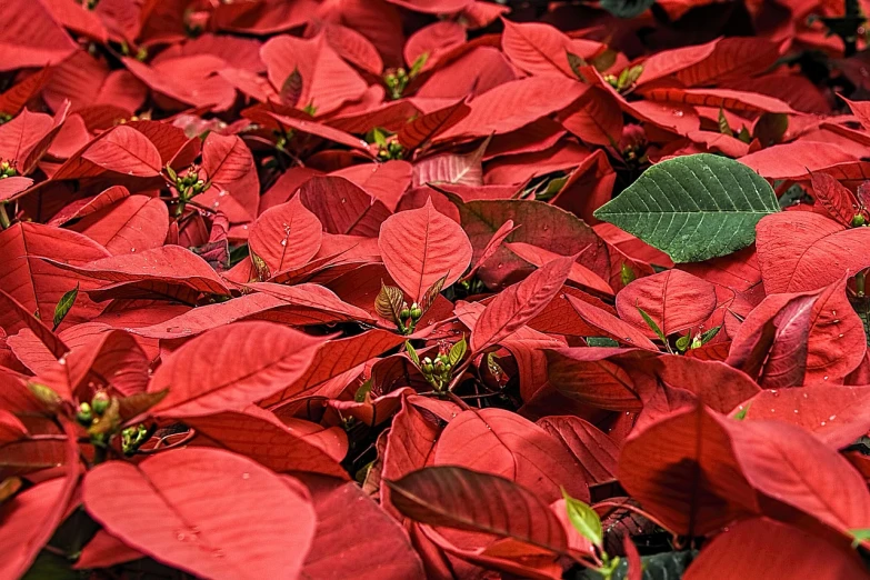 a close up of a bunch of red flowers, pixabay, hurufiyya, color leaves, festive, 🦩🪐🐞👩🏻🦳, evenly lit