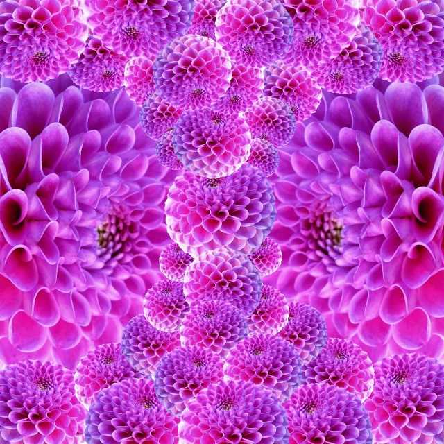 a close up of a bunch of purple flowers, inspired by Yahoo Kusama, precisionism, infinite fractal mandala tunnel, dahlias, hyperrealistic symmetrical 8k, pink reflections