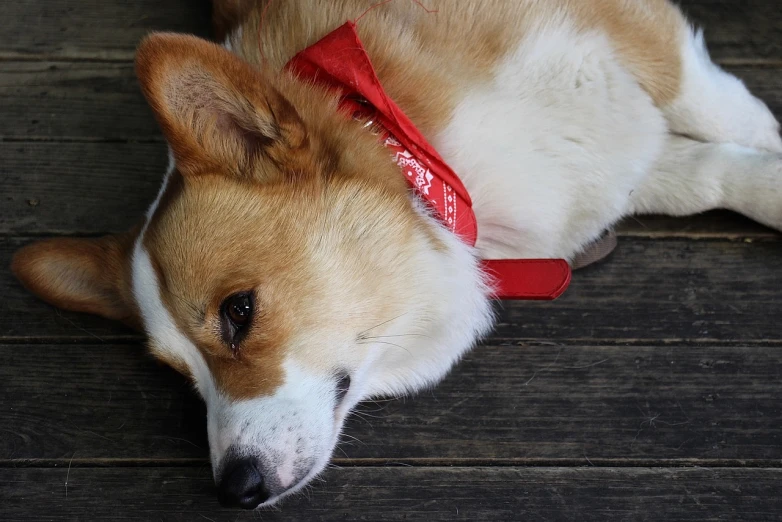a brown and white dog laying on top of a wooden floor, a portrait, by Jan Stanisławski, pixabay, shin hanga, he‘s wearing a red neckerchief, corgi, ribbon in her hair, afp