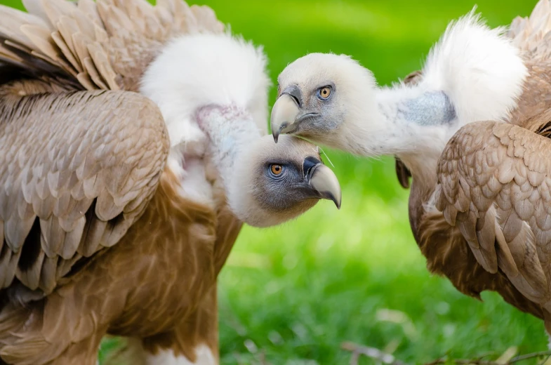 a group of vultures standing on top of a lush green field, a photo, baroque, close-up fight, three heads, with a white muzzle, focused photo