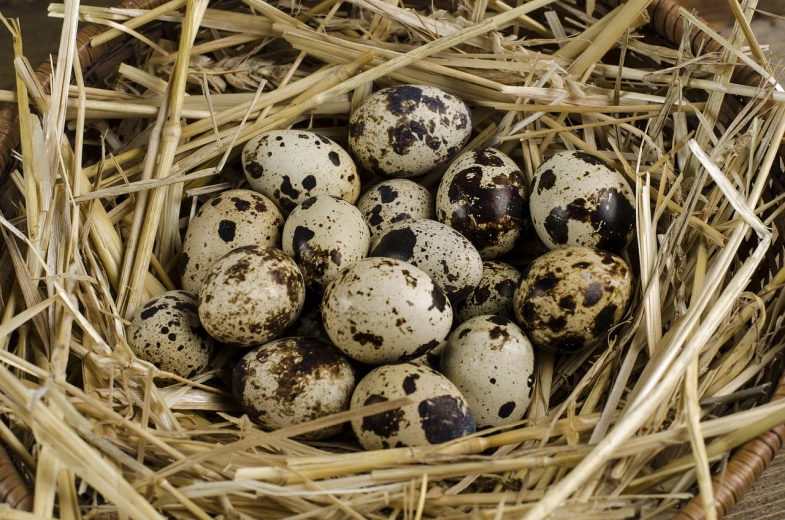 a basket filled with eggs sitting on top of straw, a photo, by Dietmar Damerau, white with black spots, birds eye, closeup photo, dragon eggs