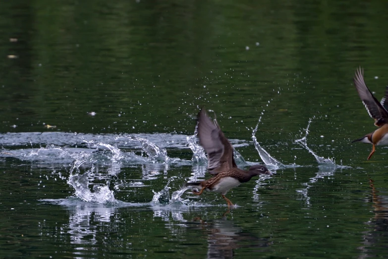 a couple of birds that are in the water, a picture, by Jan Rustem, take off, filmed in 70mm, david febland, partly sunken! in the lake!