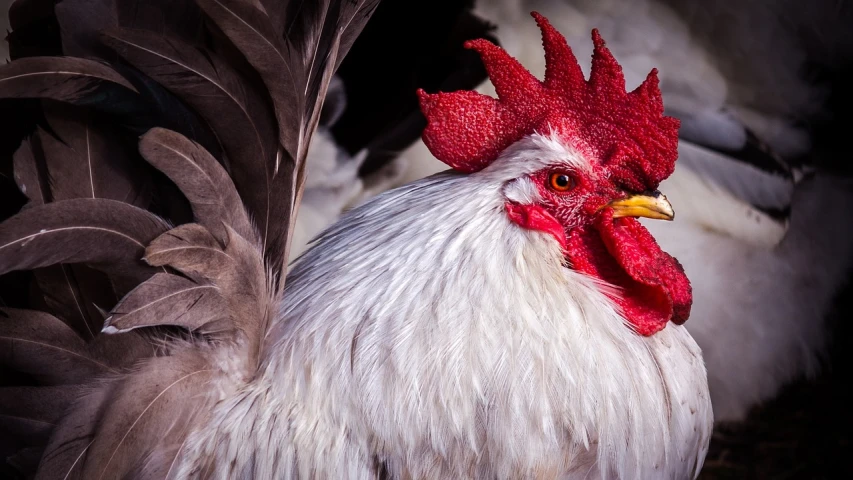 a close up of a rooster with a red comb, a photo, by Jan Rustem, silver white red details, looking confident, an ancient, family photo