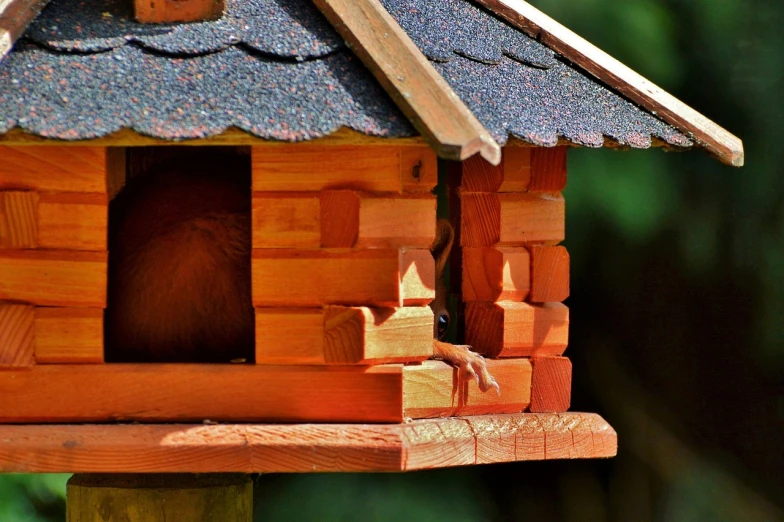 a bird sitting on top of a wooden birdhouse, by Anna Haifisch, pixabay contest winner, pine marten, morning detail, tiny mice living inside, side view of a gaunt