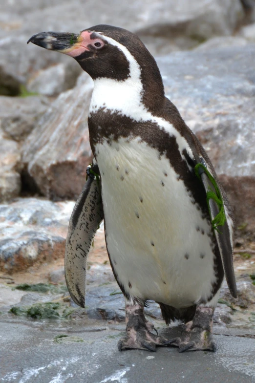 a penguin standing on top of a rock covered ground, a portrait, flickr, draped with water and spines, 2 arms and 2 legs!, detailed zoom photo, full of greenish liquid