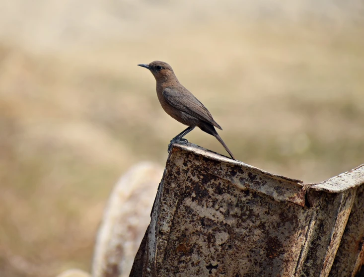 a small bird sitting on top of a piece of metal, flickr, mingei, india, !female, sitting atop a dusty mountaintop, standing sideways