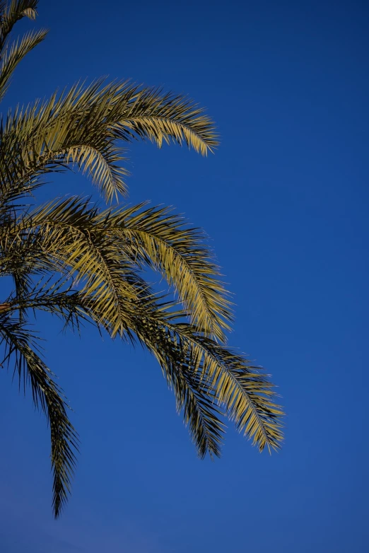 a large jetliner flying through a blue sky, by Richard Carline, hurufiyya, palm skin, warm golden backlit, branching, costa blanca