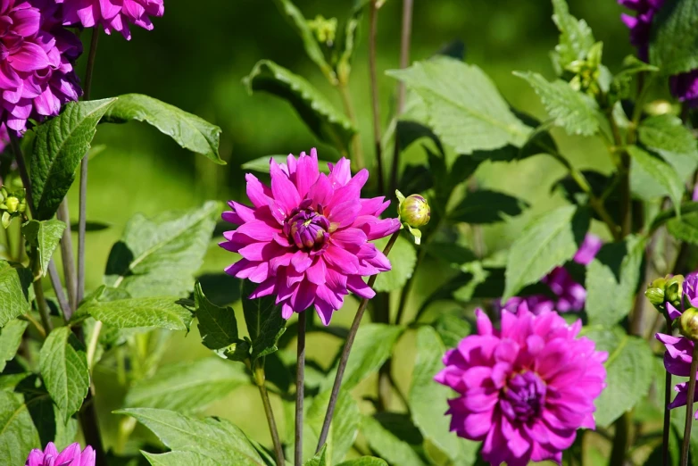 a close up of a bunch of purple flowers, by Jan Rustem, shutterstock, dahlias, on a bright day, high quality product image”