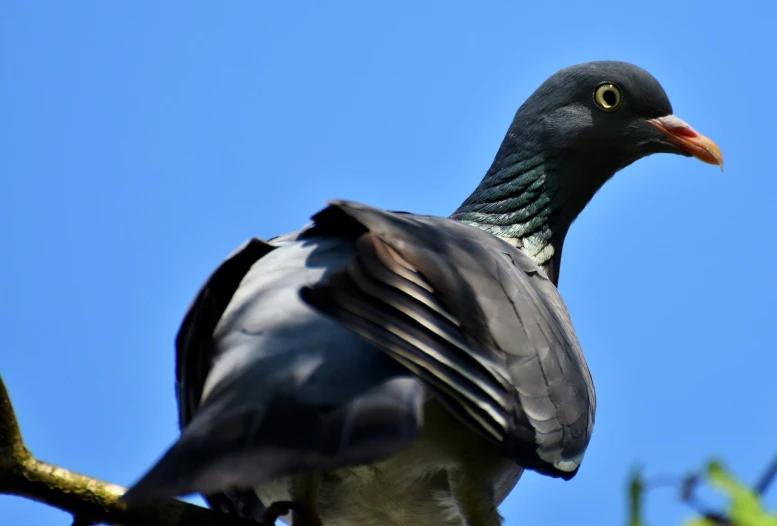 a pigeon sitting on top of a tree branch, by Jan Rustem, trending on pixabay, hurufiyya, head looking up, shady look, male and female, low - angle shot from behind