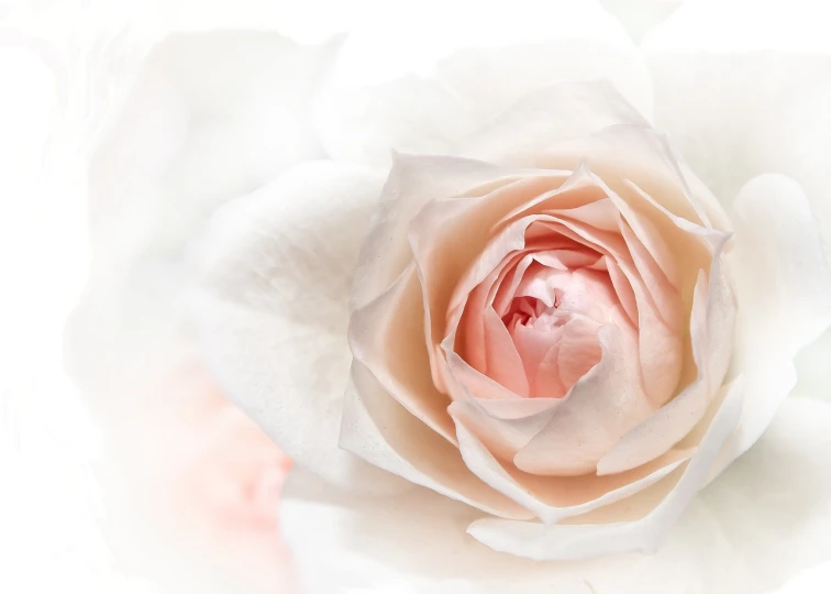 a close up of a white rose on a white background, a picture, by Anna Füssli, with soft pink colors, professionally post-processed, roses and tulips, composite