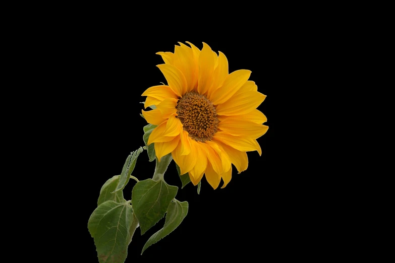 a close up of a sunflower with a black background, a picture, by Jan Rustem, pixabay, minimalism, miniature product photo, various posed, istockphoto, computer generated