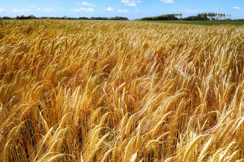 a field of ripe wheat on a sunny day, high quality product image”