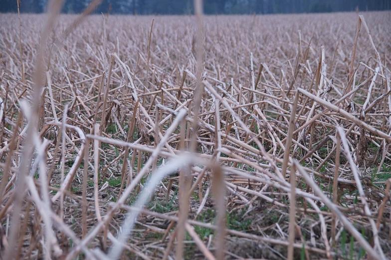 a red fire hydrant sitting in the middle of a field, by Thomas Häfner, flickr, land art, nest is made of sticks, [ closeup ]!!, shaven stubble, distant - mid - shot