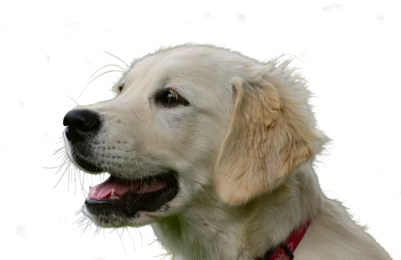 a close up of a dog with its mouth open, a portrait, by Jan Rustem, pixabay, photorealism, a blond, lab, looking from side!, wispy
