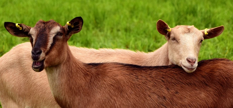a couple of goats standing on top of a lush green field, by Jan Rustem, flickr, sumatraism, close-up shot from behind, deer ears, horse laying down, closeup - view
