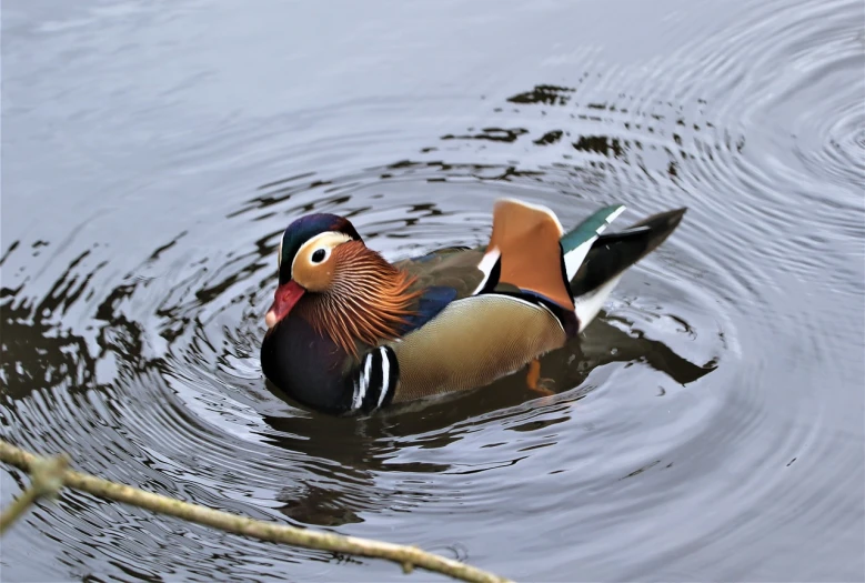 a duck floating on top of a body of water, a portrait, by Jan Rustem, shutterstock, colorful bird with a long, bow, rippling muscles, donald duck