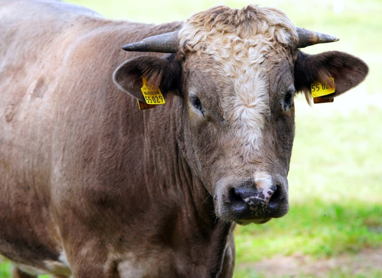 a brown cow standing on top of a lush green field, a portrait, high res photo, flash photo, stern face, modern high sharpness photo